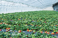 花卉大棚恒温机——温室草莓